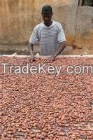 well dried cocao beans for sale 