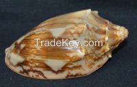 Valampuri shell