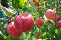 Fresh apples(Sun Fuji,Bag Fuji,Orin,Sekaiichi,Toki)