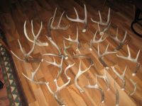 Red Deer Antlers ( Premium Quality )