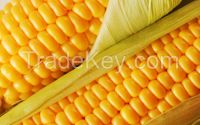 Ukrainian corn