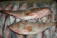 Frozen RED GROUPER