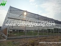 Multi-span Greenhouse For Vegetable
