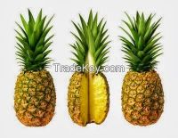 Pineapple or ananas (Ananas comosus (L.) Merr.)
