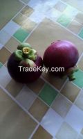 Mangosteen