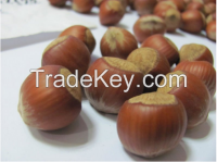 Hazelnut In Shell