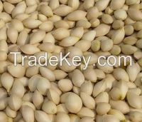 hot sale fresh  Ginkgo Nut in shell