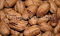 pecan nut