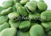 Broad bean