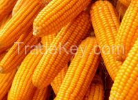 Corn