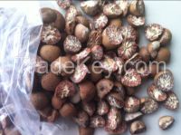 Split Betel Nut