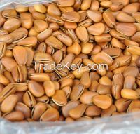 Pine Nut