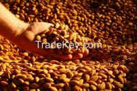 Almond Nuts