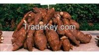 cassava varieties