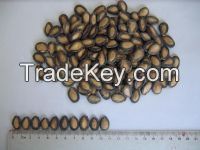 black melon seeds