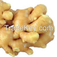 2014 Season Fresh Ginger, Good Quality and Competitive Price