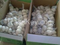 Shandong Fresh Garlic