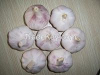 new crop fresh Chinese garlic/natural garlic/garlic price