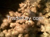 Chinese new fresh ginger with high quality