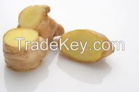 Chinese new crop fresh ginger with high quality