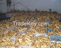 Chinese new fresh ginger with high quality 