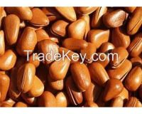 Pine Nuts Suppliers Wholesalers with competitive