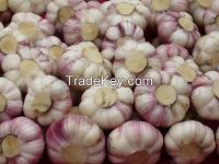 fresh normal white garlic(10kg) mesh bag