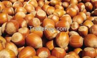 Chinese Natural Hazelnut Kernels