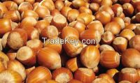 Grade-A natural hazelnut kernels