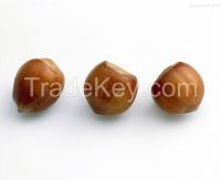 Open Hazelnut/  hazelnut in shell ,hazelnut kernels ,organic hazelnut
