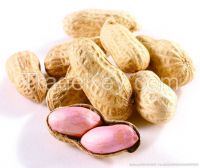 Good price good quality raw peanut with shell raw peanuts for sale