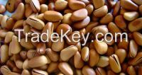 pine nuts for sale