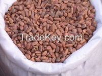 Good Dry Pine Nut with Shell