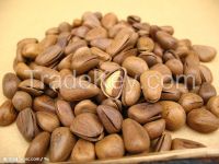 pine nut wholesale