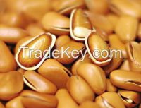 Chinese Pine Nuts for wholesale in bulk, ISO, HACCP