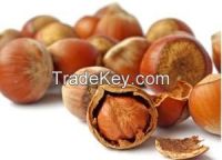 High quality hazelnut with cheap price for export(H)