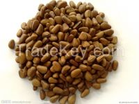 Bulk Raw Pine Nuts / China Wild Pine nut seeds