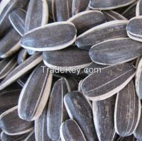 Sunflower seeds for planting