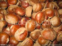 Large quantity Natural healthy chestnut