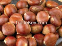 The best Chinese Chestnuts Species--Organic Fresh Chestnut for sale