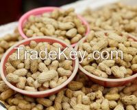 New Crop 2013 High Quality Chinese Roasted Peanut In Shell