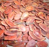 Seel Red /black Watermelon seed in low price with large order