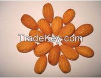 chinese apricot kernel for wholesale