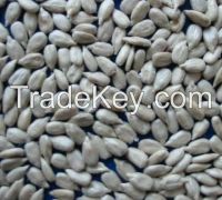 per pp bag/ Sunflower Seeds kernel/ Inner Mongolia packing in 25kg