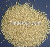 organic white sesame