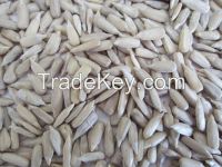 Chinese rew crop sunflower seeds kernels