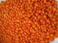 Red Lentils, Green lentilsfor sale