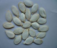 Chinese Dried Raw Snow White Pumpkin Seeds in Shell/13cm