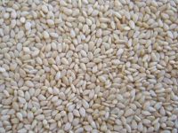 Best quality sortex natural sesame seeds and natural white sesame seeds from india