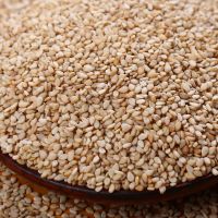 White Hulled Sesame Seeds Exporters